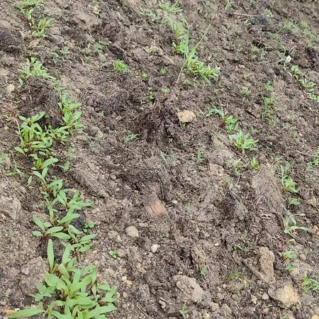 - Na Wylacznosc, Slow Life, Staw, Oswojone Zwierzeta Gospodarskie, Posilki Z Wlasnych Eko Produktow