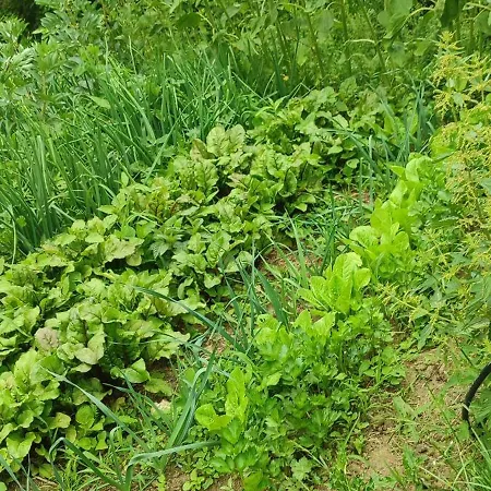 - Na Wylacznosc, Slow Life, Staw, Oswojone Zwierzeta Gospodarskie, Posilki Z Wlasnych Eko Produktow *