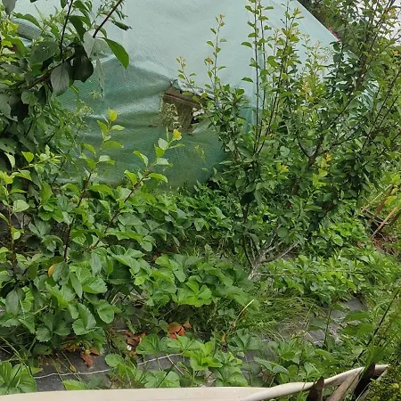 - Na Wylacznosc, Slow Life, Staw, Oswojone Zwierzeta Gospodarskie, Posilki Z Wlasnych Eko Produktow Apartment Lubomierz (Lower Silesia)