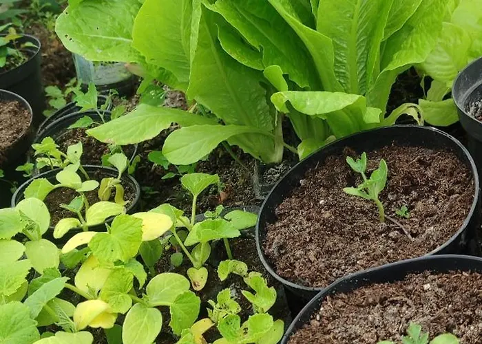 - Na Wylacznosc, Slow Life, Staw, Oswojone Zwierzeta Gospodarskie, Posilki Z Wlasnych Eko Produktow Daire Lubomierz (Lower Silesia)