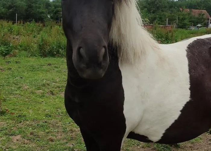 - Na Wylacznosc, Slow Life, Staw, Oswojone Zwierzeta Gospodarskie, Posilki Z Wlasnych Eko Produktow Daire *