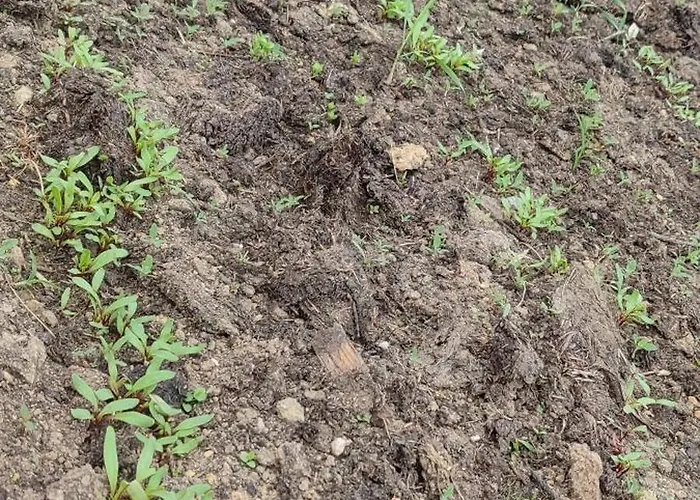 - Na Wylacznosc, Slow Life, Staw, Oswojone Zwierzeta Gospodarskie, Posilki Z Wlasnych Eko Produktow