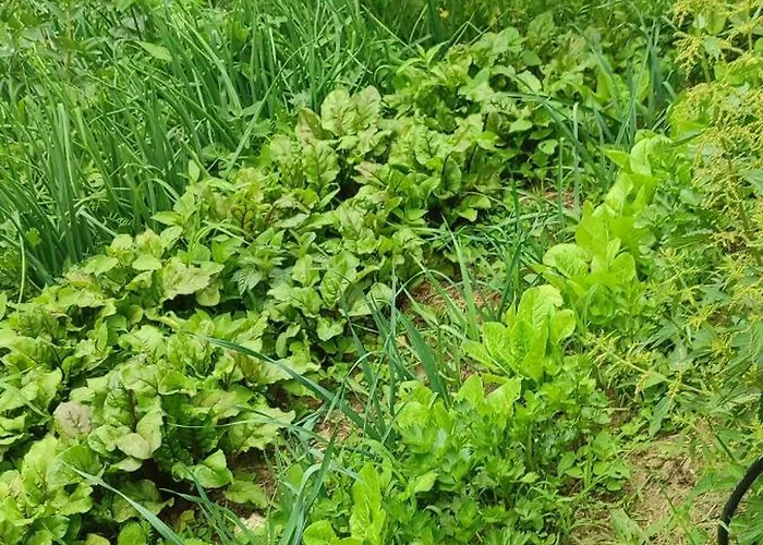 - Na Wylacznosc, Slow Life, Staw, Oswojone Zwierzeta Gospodarskie, Posilki Z Wlasnych Eko Produktow *