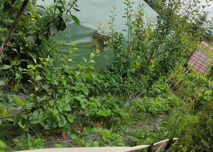 - Na Wylacznosc, Slow Life, Staw, Oswojone Zwierzeta Gospodarskie, Posilki Z Wlasnych Eko Produktow Daire Lubomierz (Lower Silesia)