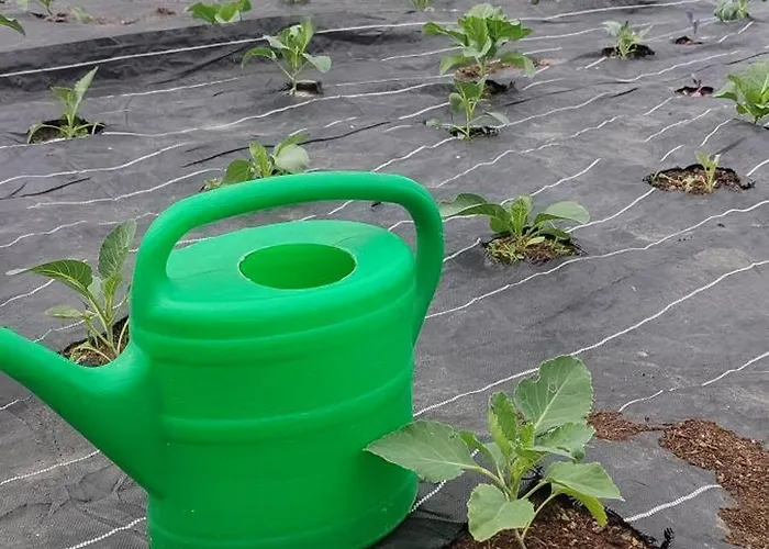 Daire - Na Wylacznosc, Slow Life, Staw, Oswojone Zwierzeta Gospodarskie, Posilki Z Wlasnych Eko Produktow Lubomierz (Lower Silesia)