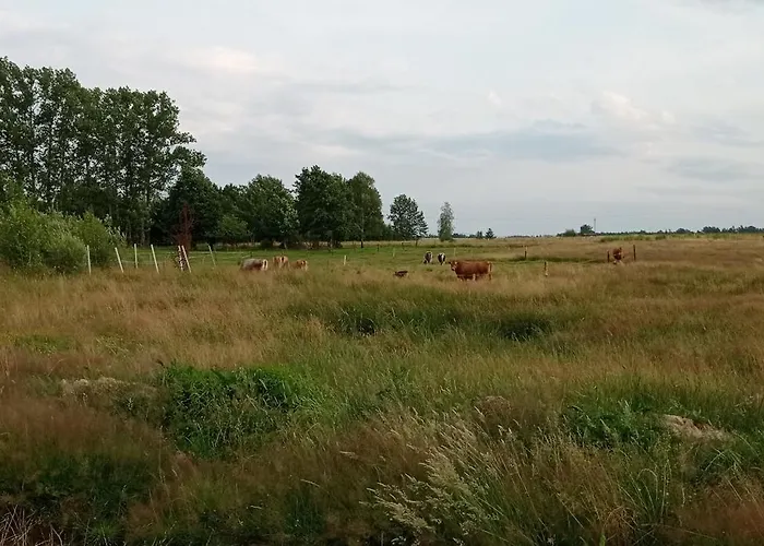 - Na Wylacznosc, Slow Life, Staw, Oswojone Zwierzeta Gospodarskie, Posilki Z Wlasnych Eko Produktow Daire *