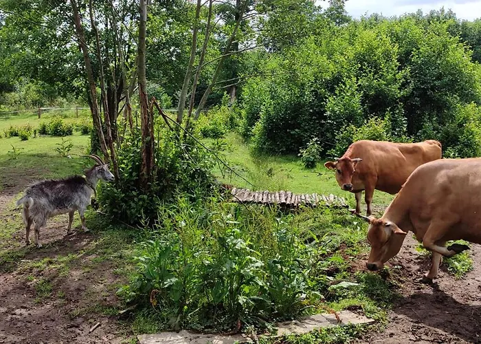 Daire - Na Wylacznosc, Slow Life, Staw, Oswojone Zwierzeta Gospodarskie, Posilki Z Wlasnych Eko Produktow