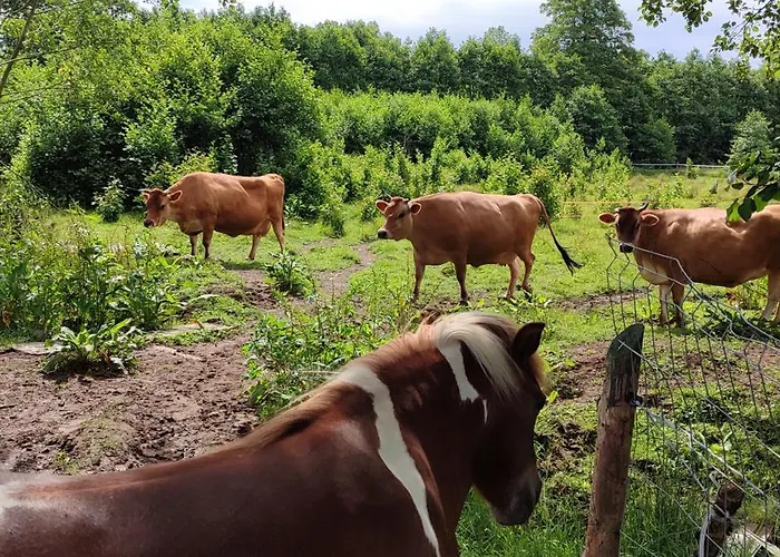 - Na Wylacznosc, Slow Life, Staw, Oswojone Zwierzeta Gospodarskie, Posilki Z Wlasnych Eko Produktow Daire